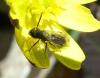 201107 – Photo : ORCHALLAN – France (44)