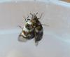 201408 – Photo : ORCHALLAN – France (44)
