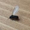 201480 – Photo : ORCHALLAN – France (44)