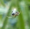 201485 – Photo : ORCHALLAN – France (44)
