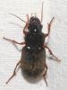 Pseudoophonus rufipes