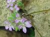 Episyrphus balteatus
