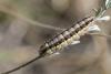 201103 – Photo : Jeremie Fevrier – France (34)