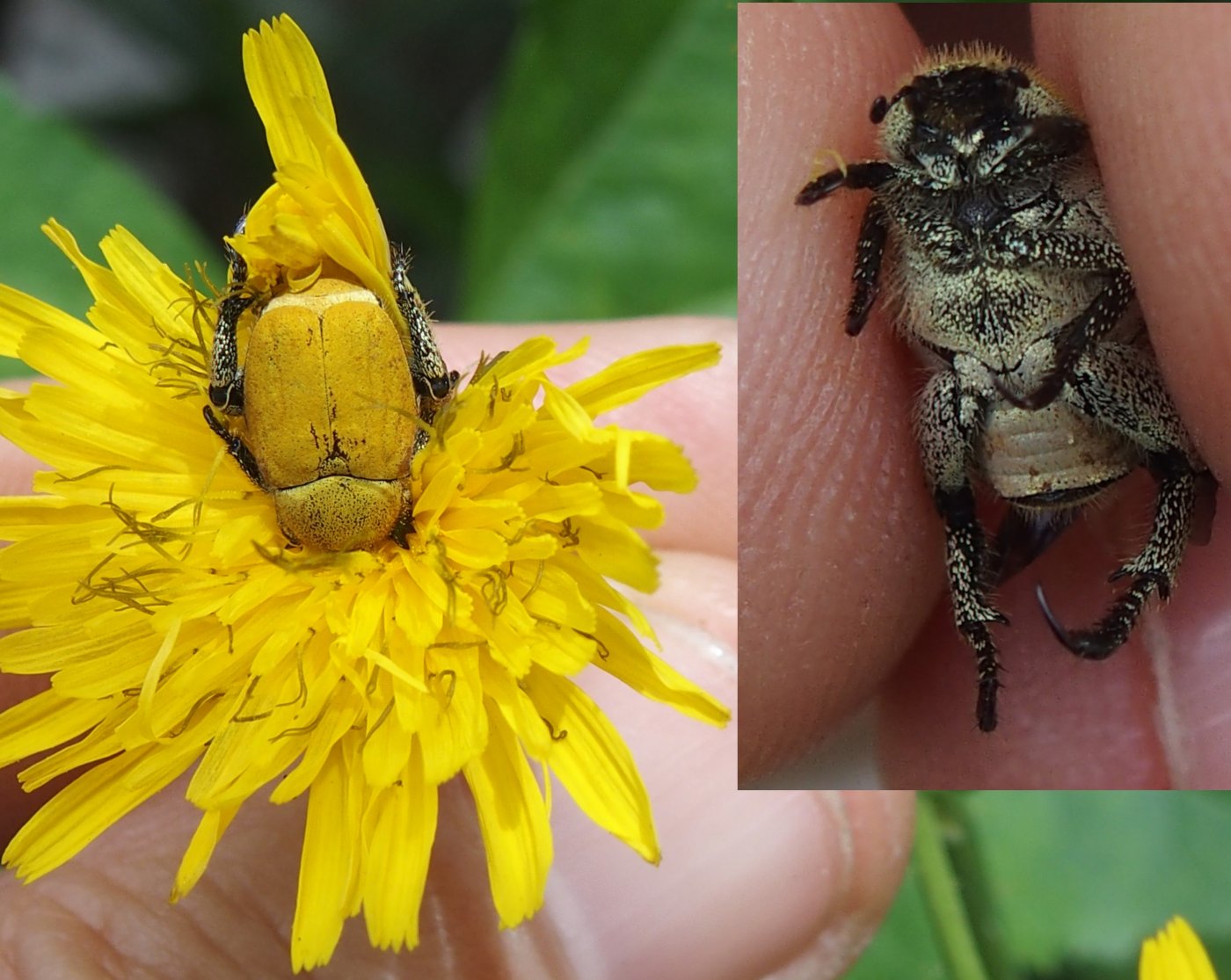 jpjepilou - Hoplia (Hoplia) africana - réf. 201034 (1400 x 1115 pixels, 214 ko)