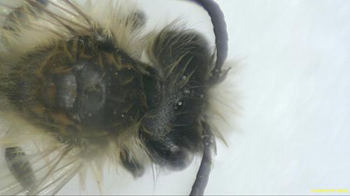 Andrena gravida
