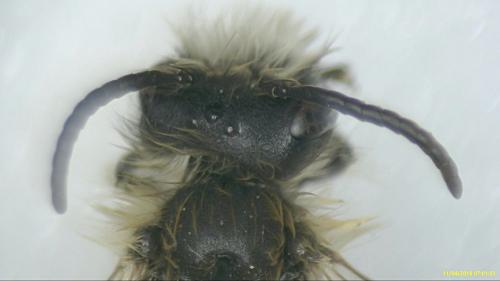 Andrena gravida