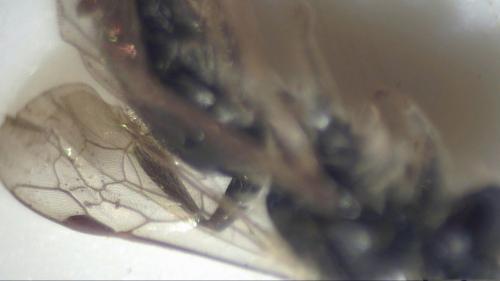 Andrena saxonica