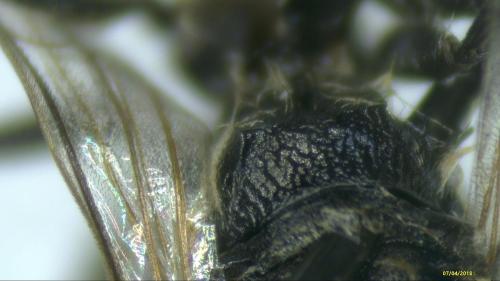 Lasioglossum fulvicorne