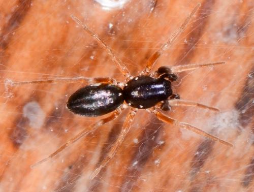 Micaria guttulata