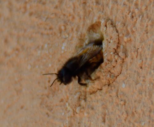 Osmia cornuta