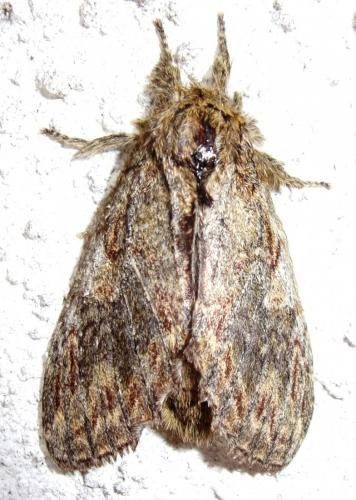 Peridea anceps