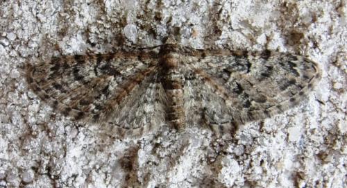 Réf. 202 449 : Eupithecia dodoneata