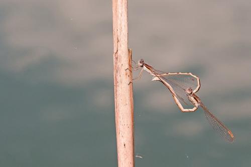 Réf. 202 067 : Sympecma fusca
