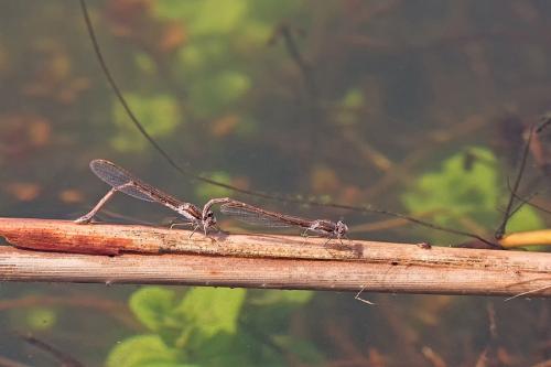 Réf. 202 068 : Sympecma fusca