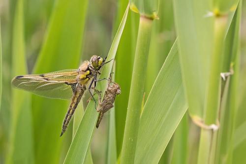 Réf. 202 650 : Libellula quadrimaculata