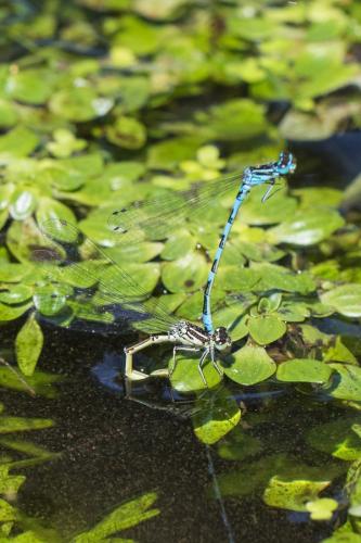 Réf. 202 866 : Coenagrion mercuriale