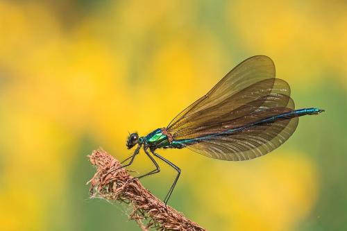 Calopteryx virgo