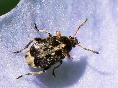 Bruchus affinis