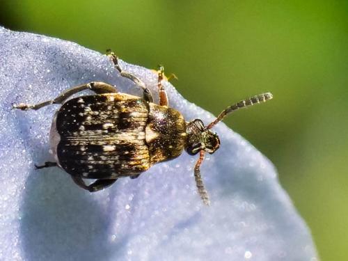 Bruchus affinis