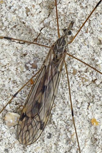 Tipula rufina