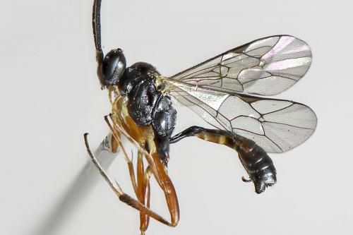Réf. 202 128 : Campopleginae inconnu