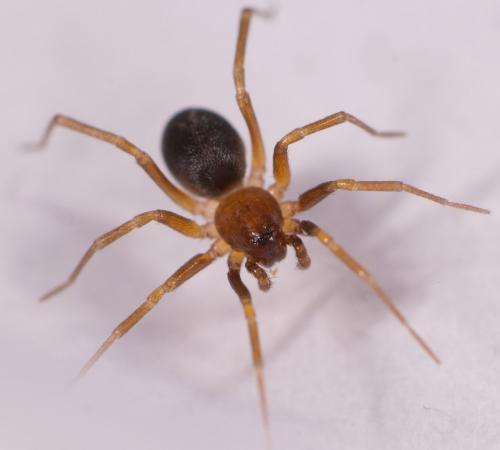 Zodarion sp.