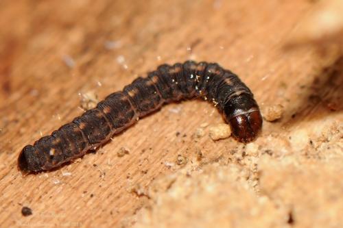 Crassa unitella