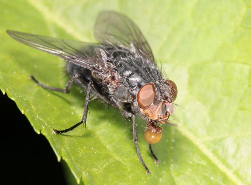 Réf. 202 717 : Calliphora vicina