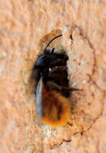 Osmia cornuta