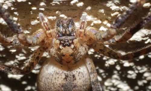 Zoropsis spinimana