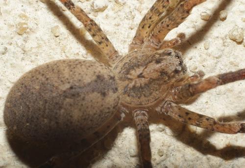 Zoropsis spinimana