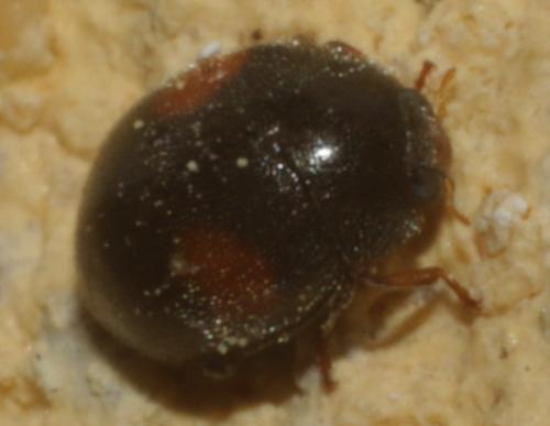 Réf. 202 090 : Scymnus sp.