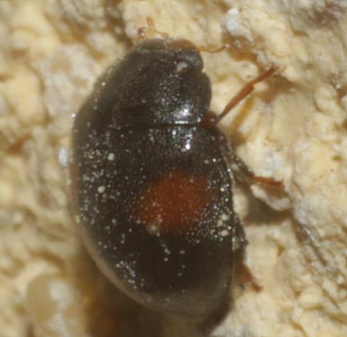 Réf. 202 089 : Scymnus sp.