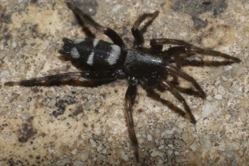 Aphantaulax sp.