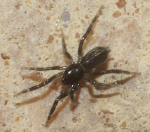 Réf. 202 088 : Zelotinae inconnu