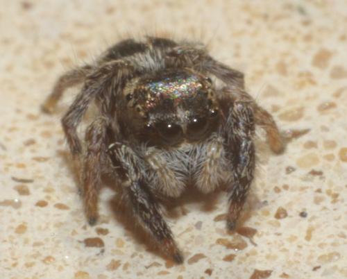 Pellenes sp.
