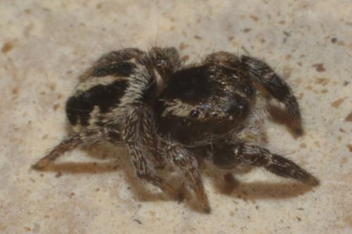 Pellenes sp.