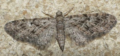 Réf. 202 084 : Eupithecia dodoneata