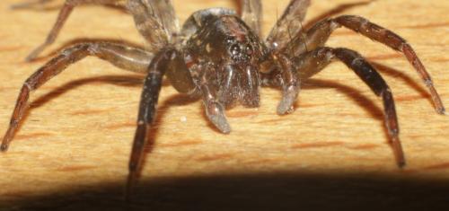 Trochosa hispanica