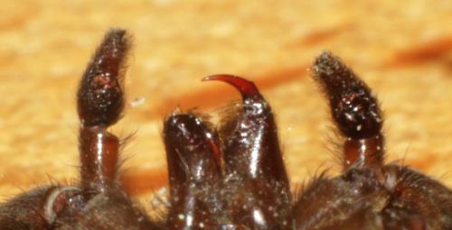Trochosa hispanica