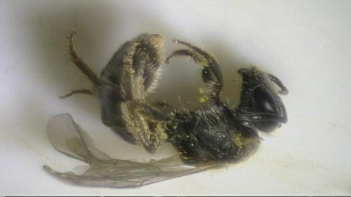 Lasioglossum fulvicorne