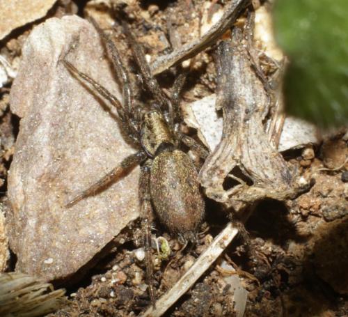 Nomisia sp.