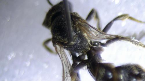 Lasioglossum fulvicorne