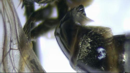 Lasioglossum fulvicorne