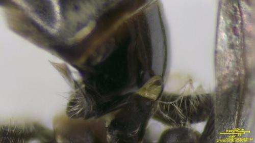 Lasioglossum fulvicorne