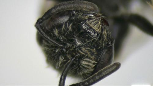 Réf. 202 093 : Lasioglossum fulvicorne