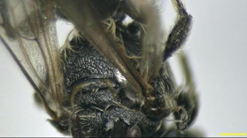 Réf. 202 130 : Andrena saxonica