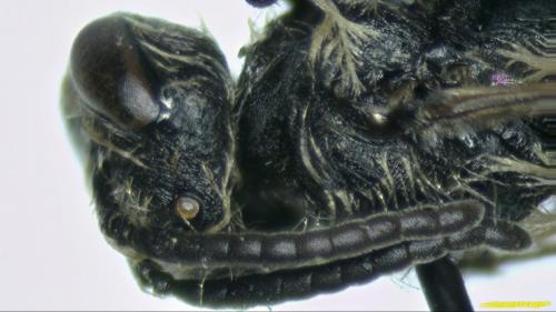 Andrena saxonica