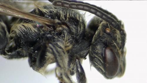 Réf. 202 131 : Andrena saxonica