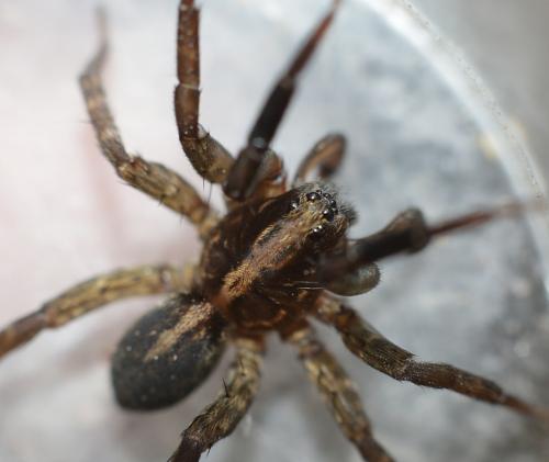 Trochosa hispanica